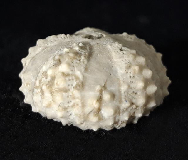 Coelopleurus coronalis (LESKE 1778) - Bild © FossNet FossilienStore